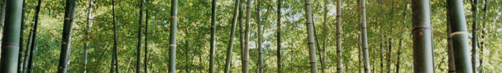 About Bamboo Image