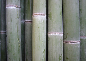 Mosochiku bamboo